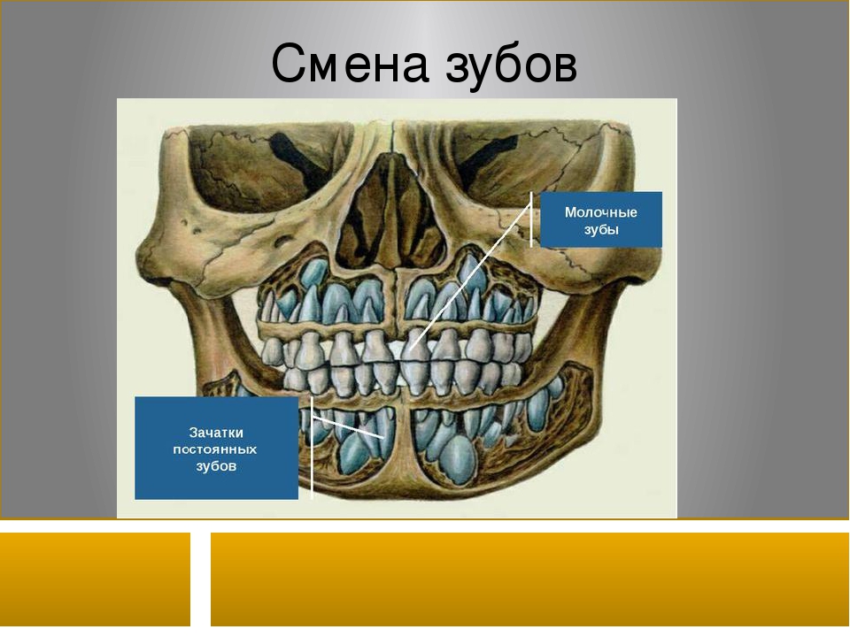 Молочные зубы которые выпадают схема