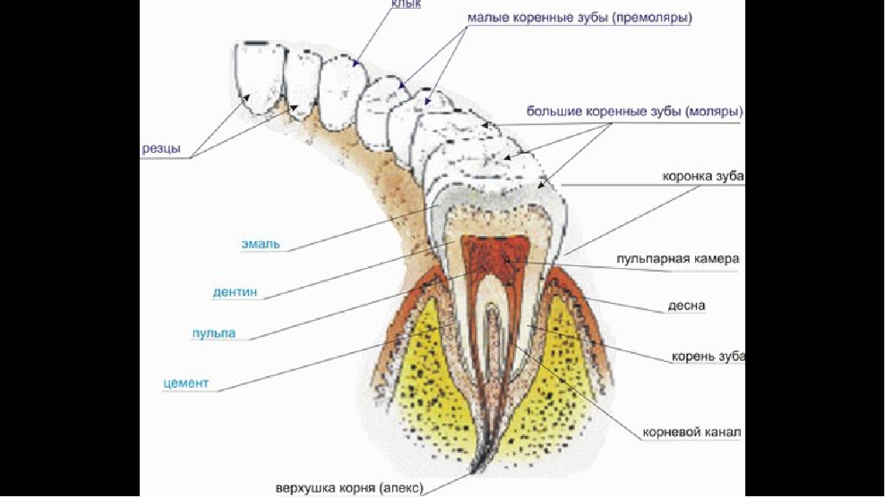 Строение зуба. Строение зуба анатомия формула. Строение коренного зуба. Строение зубов зубная формула анатомия. Строение зуба человека схема.