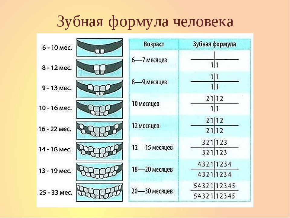 Формула лета. Зубная формула ребенка 10 лет. Зубная формула у ребенка в 1 год. Зубная формула ребенка 8 лет. Зубная формула у детей 2 лет.