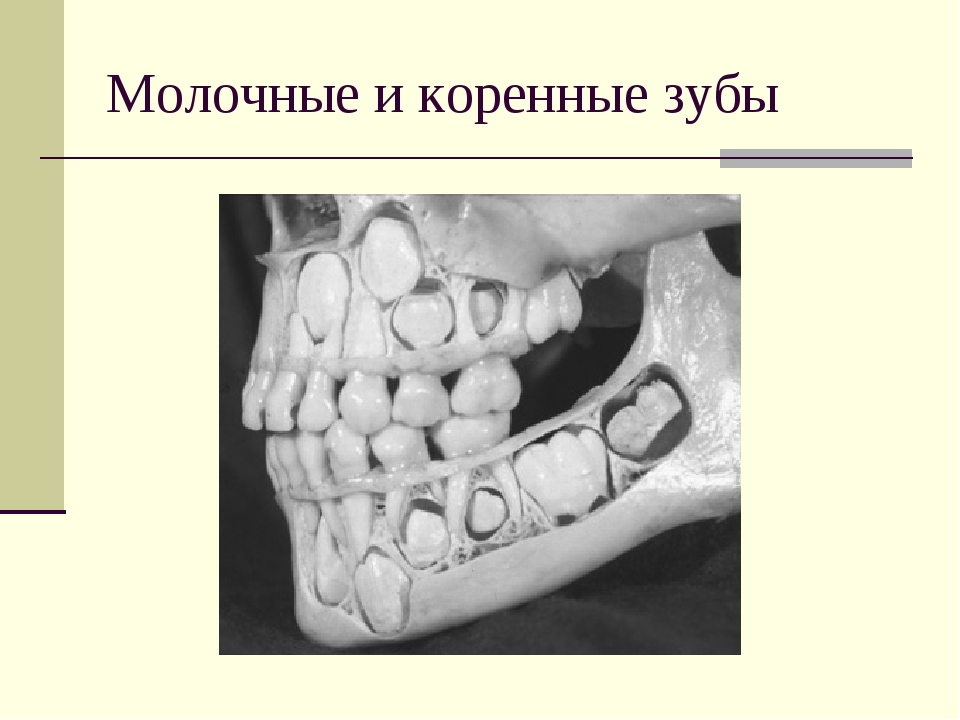 Как у человека растут зубы схема