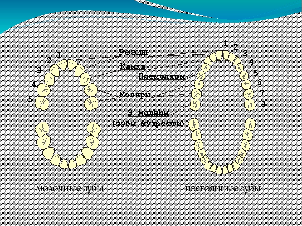 Моляры премоляры схема