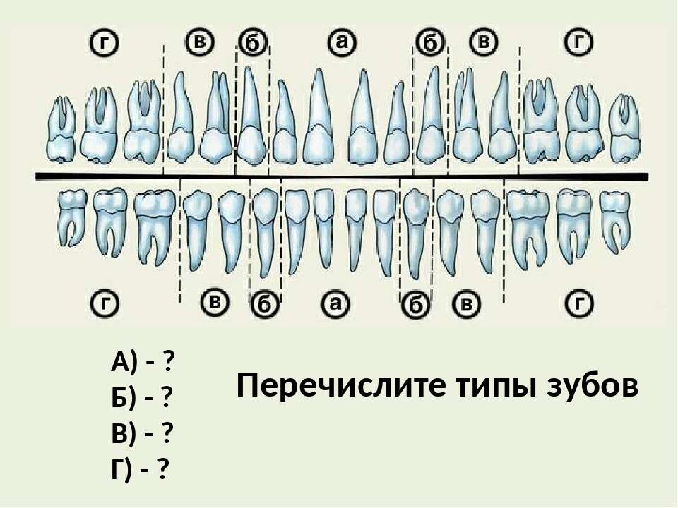 Ковид зубова. Зубы схема спереди. Зубы по номерам с каналами. Каналы зубов схема.