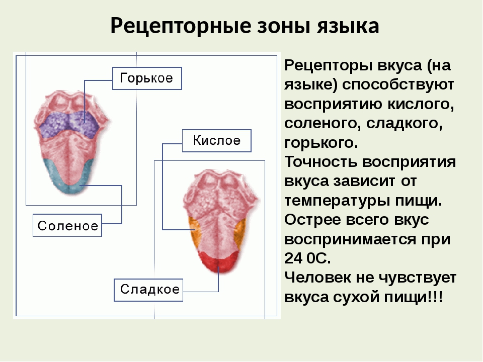 Какой цифрой на рисунке отмечена зона языка отвечающая за распознавание сладкого вкуса