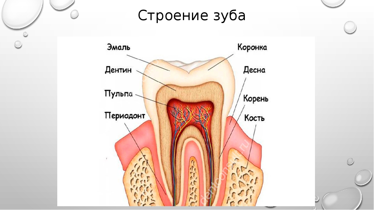 Рисунок зуба с подписями