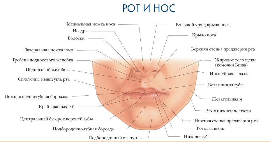 Спайка половых губ. Строение губ. Структура губ человека. Анатомическое строение губ человека.