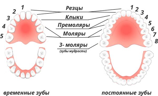постоянные и молочные зубы схема