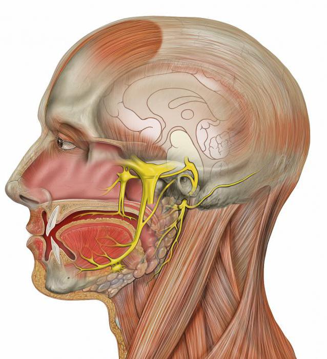 лечение лицевого тройничного нерва в домашних условиях