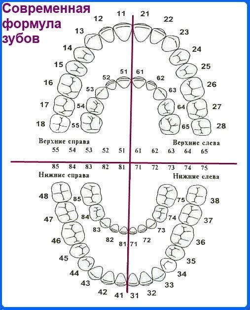 Зуб 46 на схеме