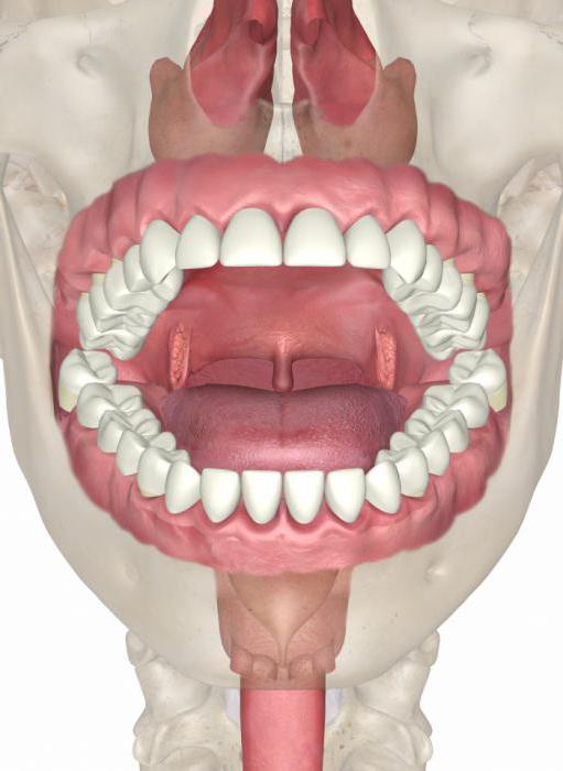 анатомия полости рта и зубов 