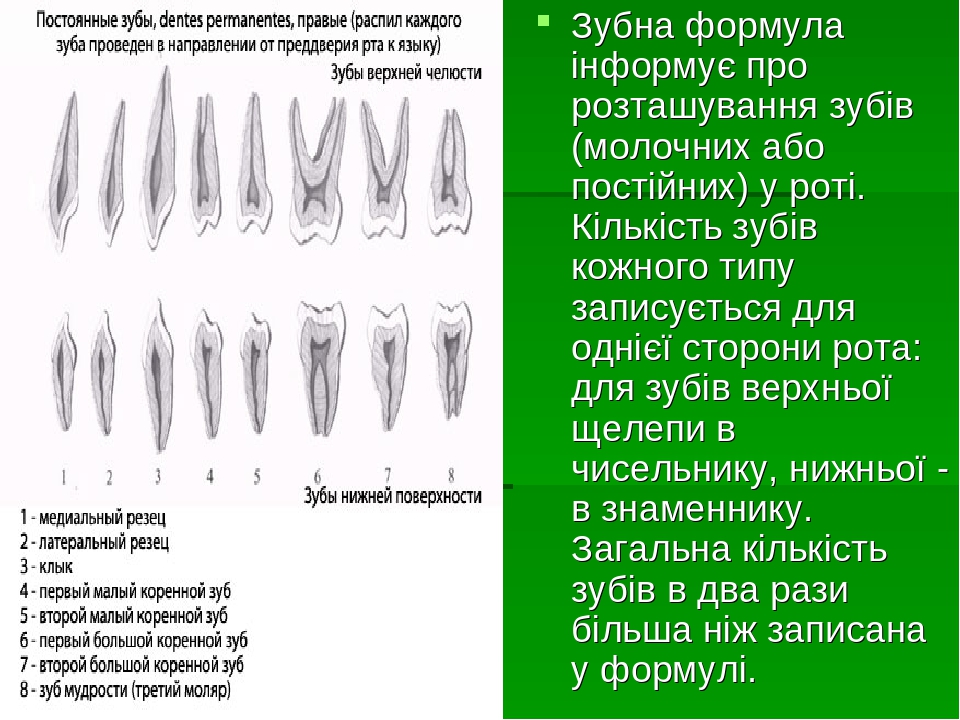 Зубной на латыни. Зубы на латыни. Первый малый коренной зуб. Строение коренного зуба.