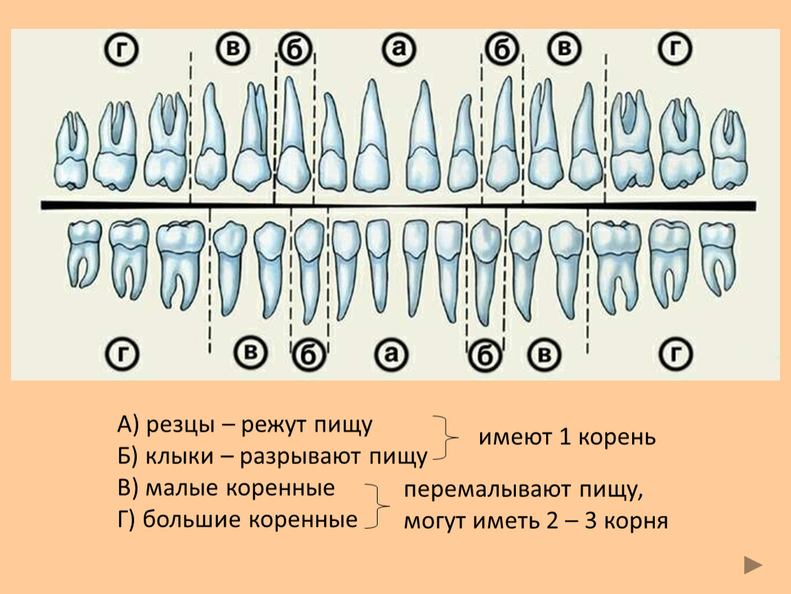 Схема верхней и нижней челюсти