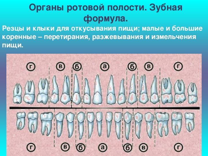 Зубная формула это. Зубная формула молочных зубов и постоянных зубов. Зубная формула система Виола. Зубная формула по международной системе обозначения зубов.