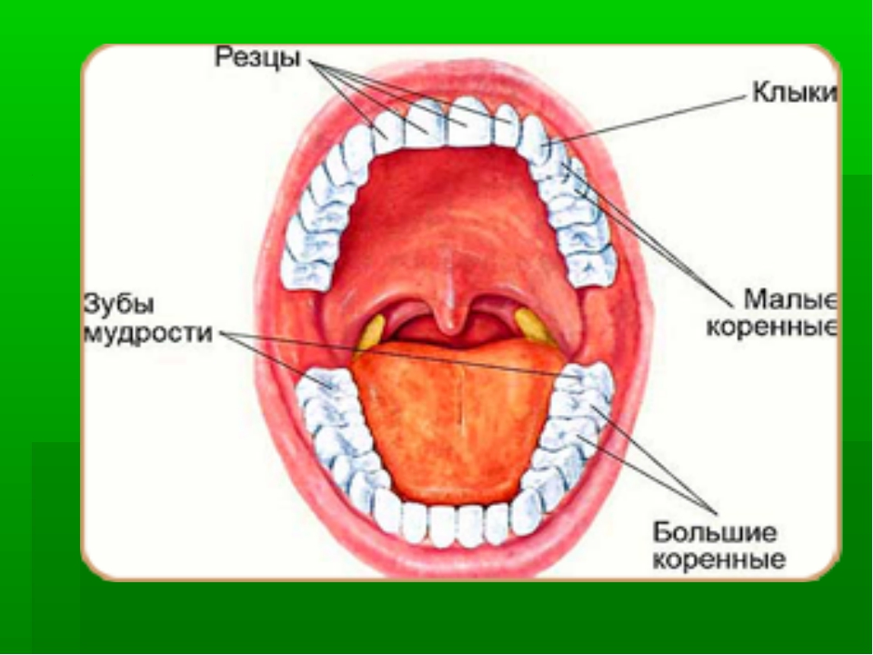 Открытая полость рта. Расположение зубов в ротовой полости. Строение зубов мудрости.