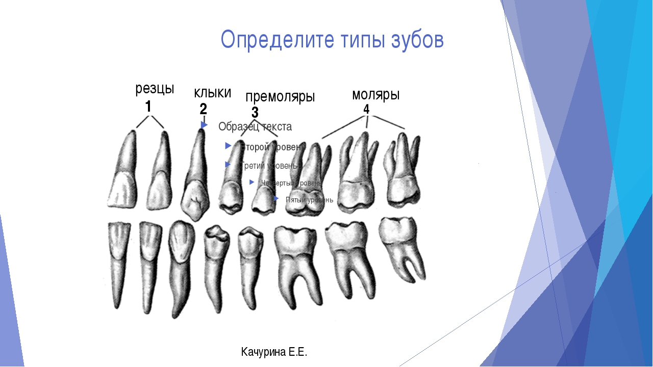 Как отличить зубы. Резцы клыки премоляры моляры. Резец клык моляр премоляр. Малые коренные зубы анатомия строение. Зубы анатомия резцы клыки.