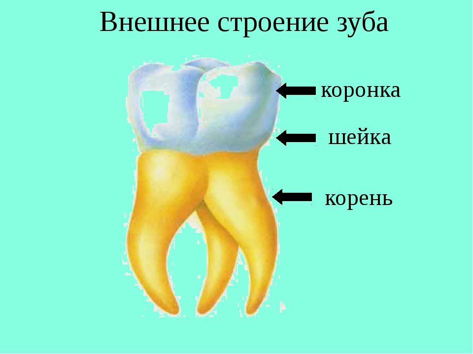 Зуб мудрости схема