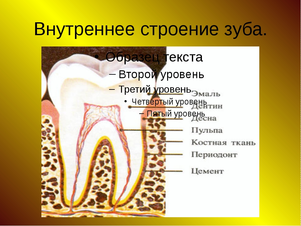 Костная основа полости рта. Внутреннее строение зубов. Схема внутреннего строения зуба. Строение коренного зуба. Строение зуба человека.