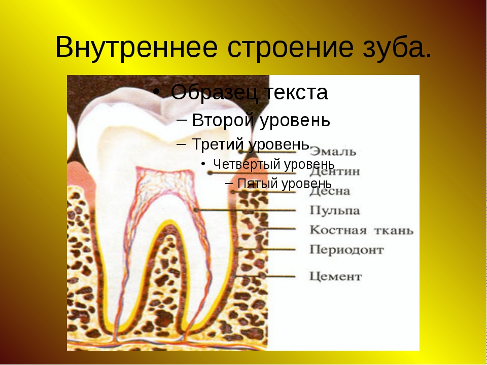 Строение зуба человека схема с описанием