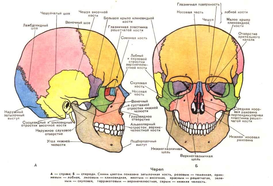 Кости черепа человека, верхняя челюсть выделена розовым