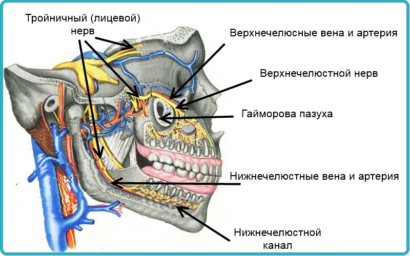 Кровообращение в верхней и нижней челюсти, а также лицевой нерв
