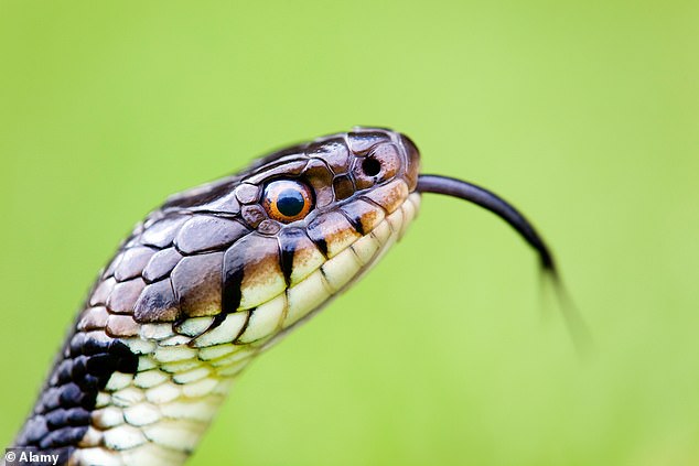 Dr Ozdener was inspired by snakes to study whether human tongues might also be able to smell. Snakes are known to flick out their receptor-full tongues to sniff the air (stock image)