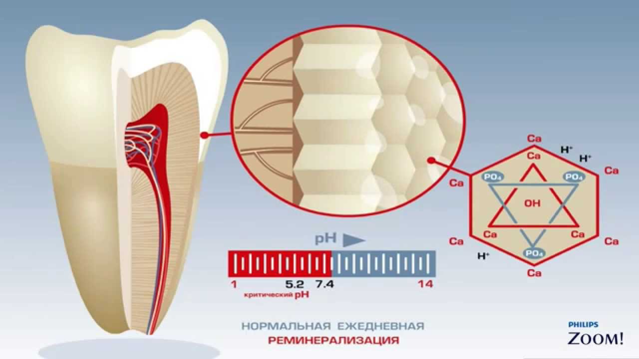 Химическое строение эмали. Строение эмали зуба. Призмы эмали зуба. Эмалевые Призмы зуба.