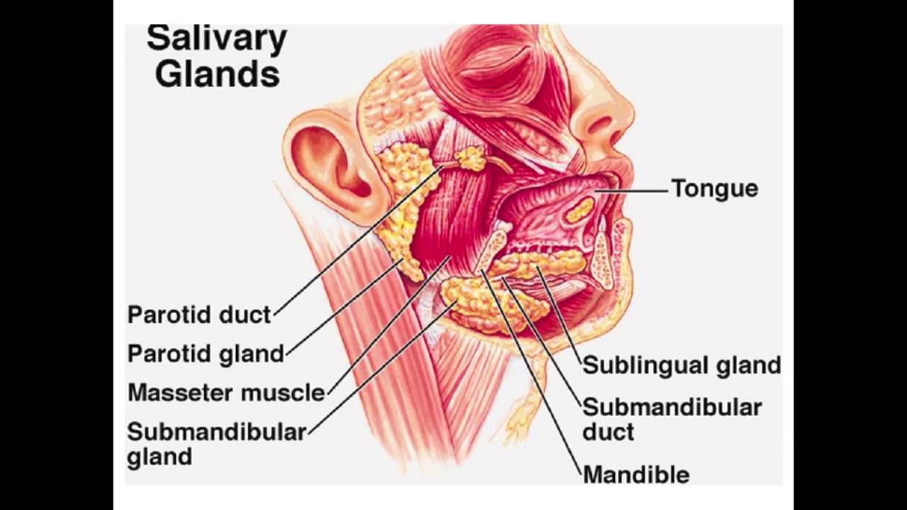 Околоушная слюна. Анатомия слюнных желез. Поднижнечелюстная слюнная железа анатомия. Околоушные слюнные железы расположение. Околоушная железа анатомия.
