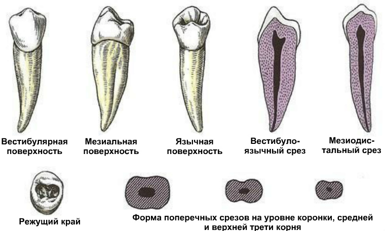 Корни зубов человека фото