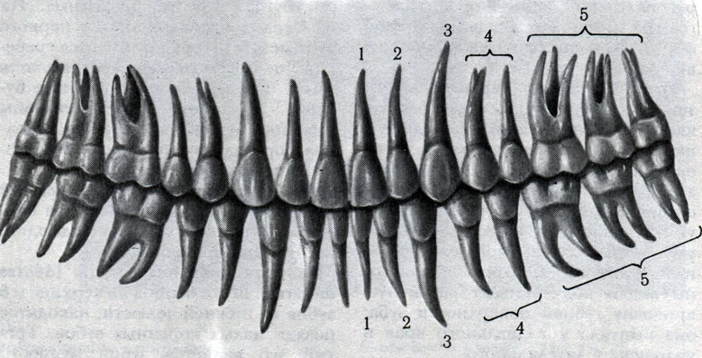 Рисунок зубов верхней и нижней челюсти