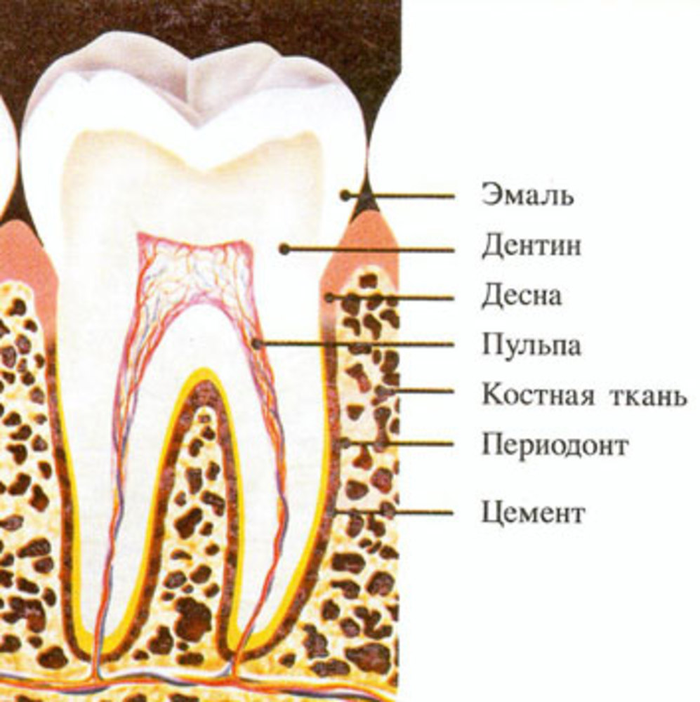 В какую систему входит зуб. Строение зуба эмаль дентин цемент пульпа. Части зуба эмаль дентин пульпа цемент периодонт Десна коронка корень. Строение зуба периодонт цемент. Строение зуба пульпа эмаль.