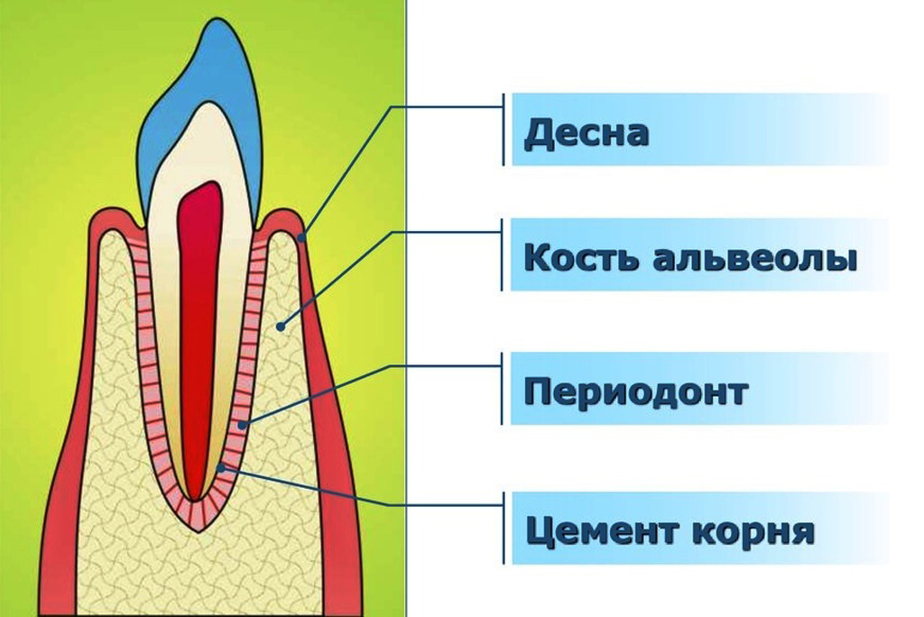 Сок десна. Анатомия строение зуба периодонт. Ткани зуба периодонт строение. Десна кость альвеолы периодонт.