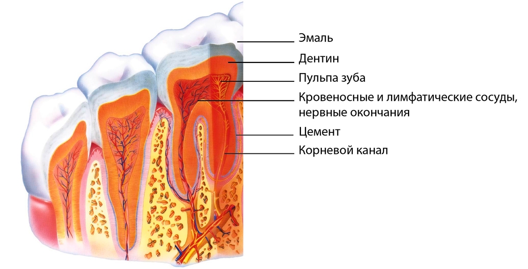 Пульпа зуба. Строение и функции пульпы зуба. Строение пульпы зуба. Строение дентина и пульпы зуба. Анатомия пульпы.