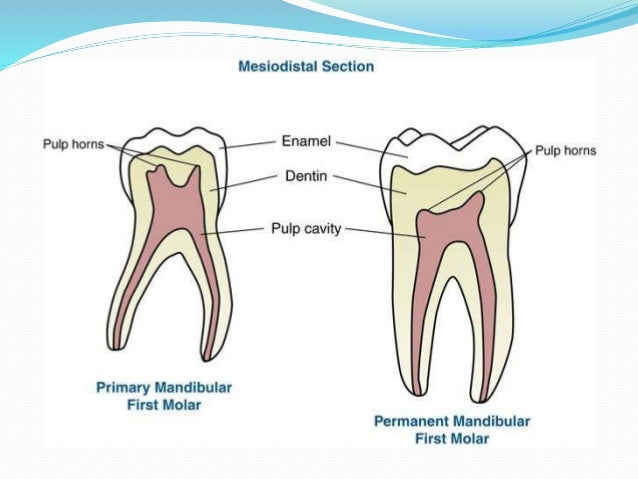 Строение молочного зуба отличие от постоянного. Временные и постоянные зубы сравнение. Различия молочных и постоянных зубов.