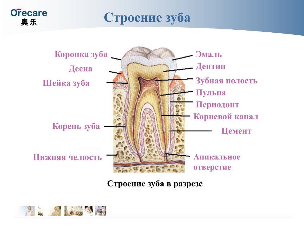 Сосуды десны. Коронка шейка корень полость зуба -пульпа дентин эмаль цемент.. Строение зуба человека нервные окончания. Строение зуба человека эмаль пульпа. Строение зуба эмаль дентин цемент пульпа.