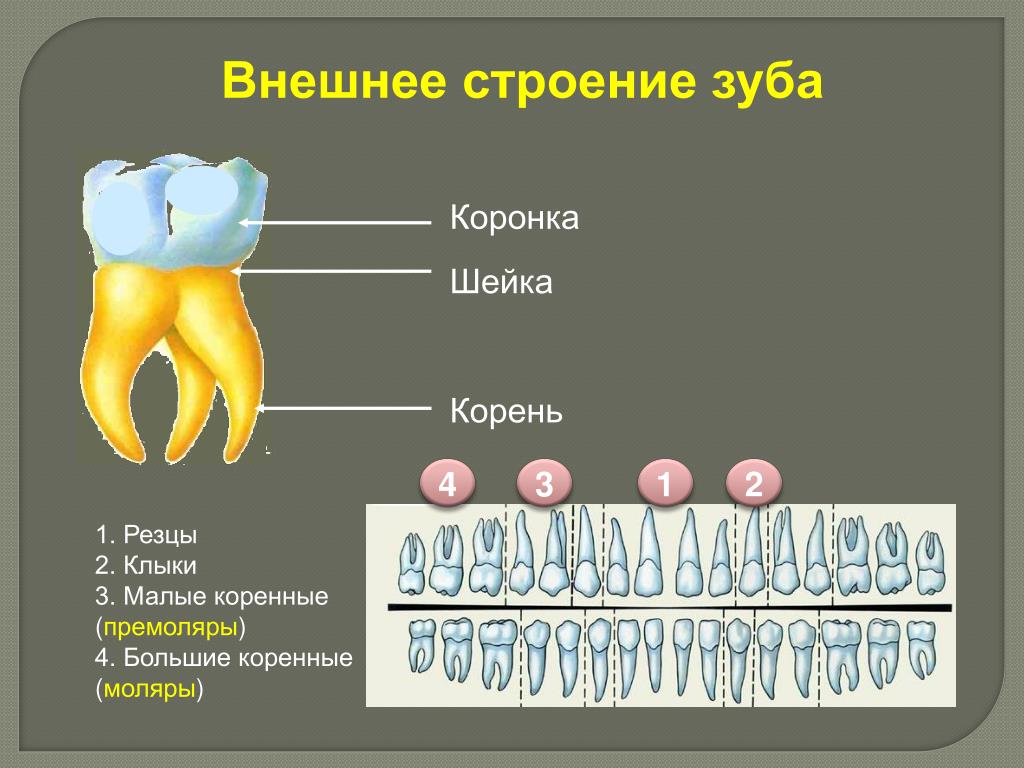 Премоляры и моляры предназначены для у млекопитающих. Строение зуба человека схема. Строение внешнего строения зуба. Схема внутреннего строения зуба. Строение зуба коронка шейка корень.