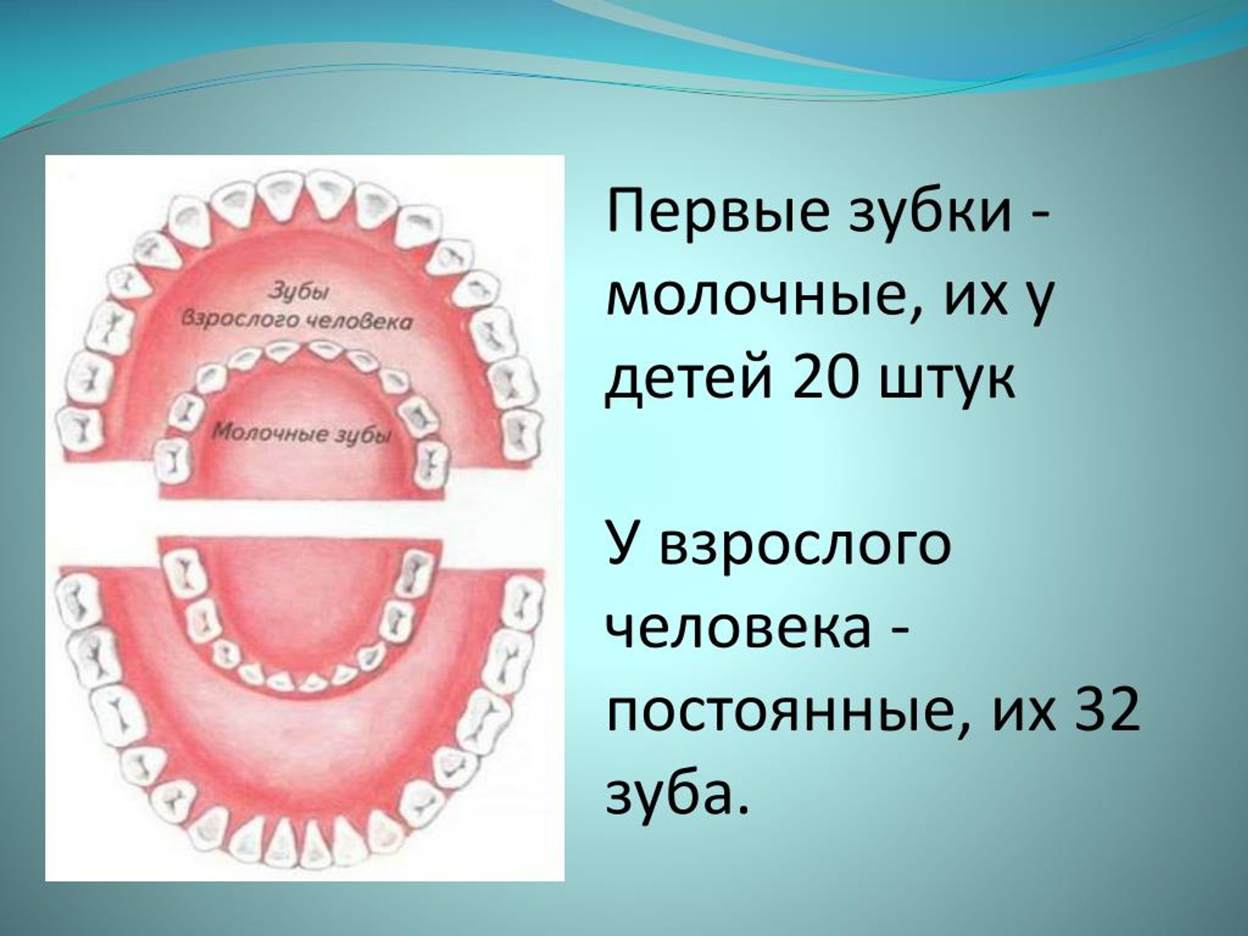 Проект молочные зубы