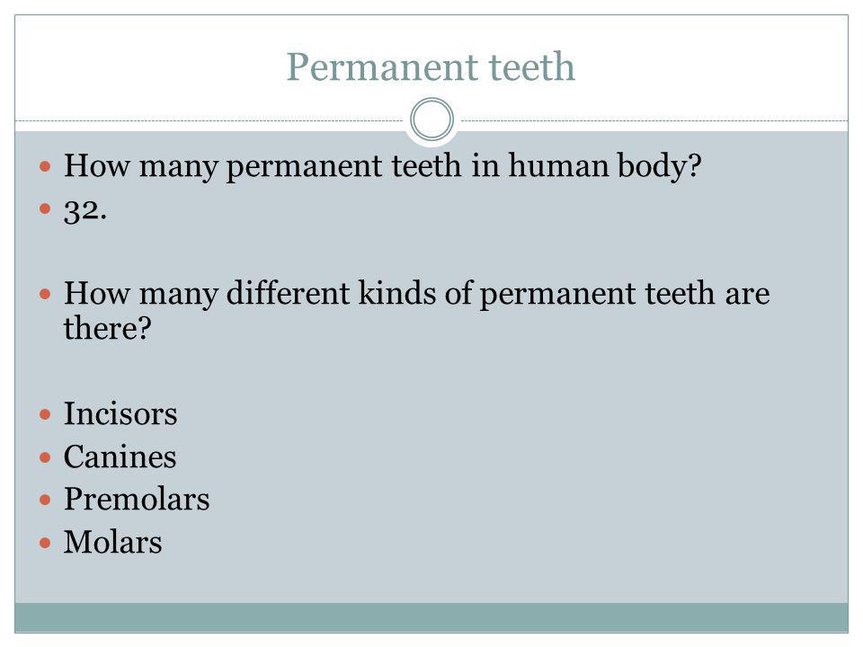 Permanent teeth How many permanent teeth in human body.