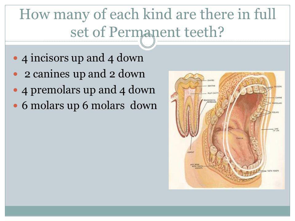 How many of each kind are there in full set of Permanent teeth.