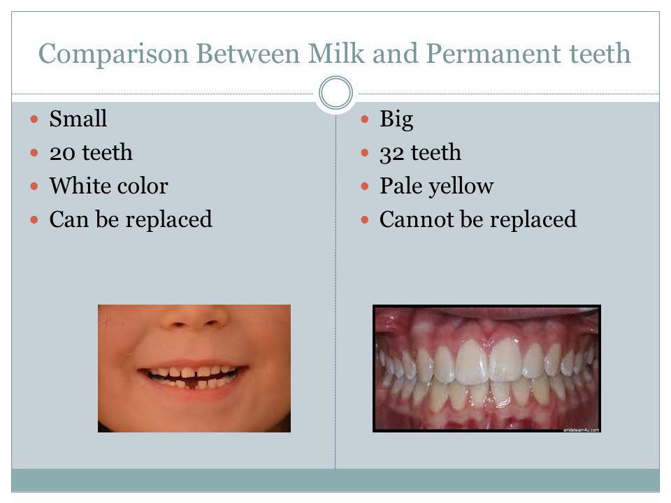 Comparison Between Milk and Permanent teeth Small 20 teeth White color Can be replaced Big 32 teeth Pale yellow Cannot be replaced