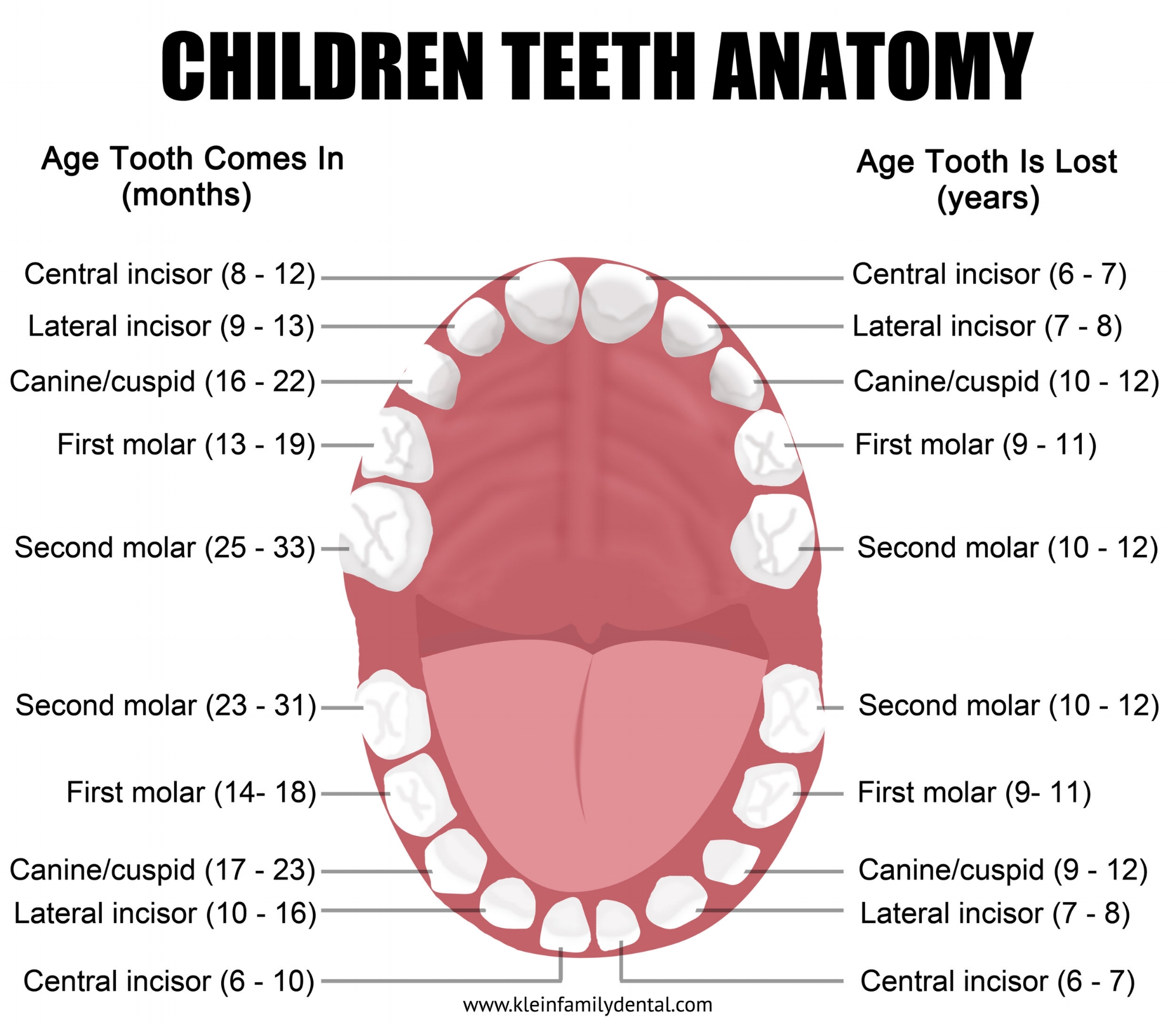схема роста зубов у детей фото