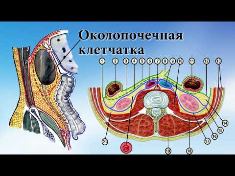 Пространства почки. Околопочечное клетчаточное пространство. Околопочечная жировая клетчатка. Фасции и клетчаточные пространства поясничной области. Забрюшинная клетчатка топография.