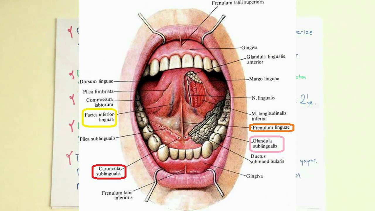 Язык ротовой полости. Ротовая полость анатомия слюнные железы. Ротовая полость анатомия слизистой. Строение подъязычной слюнной железы анатомия.