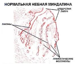 Строение небной миндалины