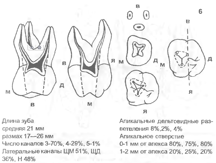 Каналы в 37 зубе схема - 85 фото