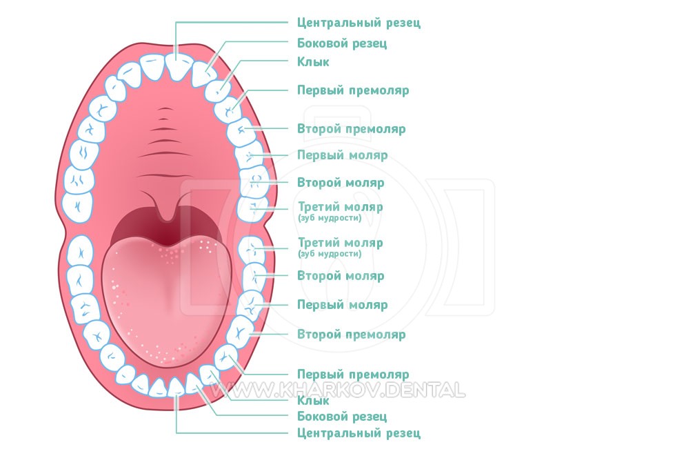 Названия зубов человека. Резцы клыки премоляры моляры. Зубы человека резцы клыки коренные. Нумерация зубов в стоматологии схема. Строение коренных зубов человека.