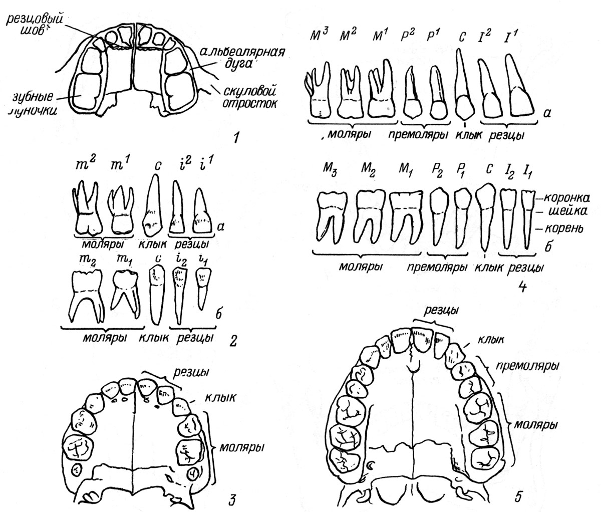 Зубы взрослого человека схема