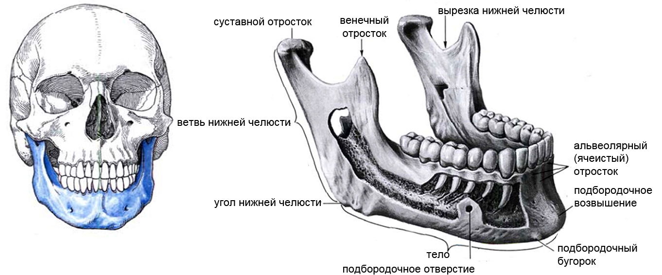 Схема верхней и нижней челюсти