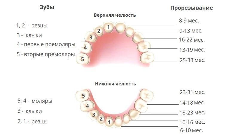 Порядок пополнения зубного ряда
