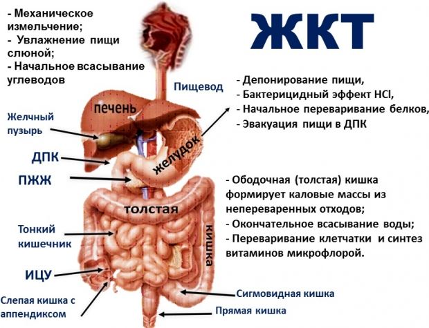 Желудочно-кишечный тракт 
