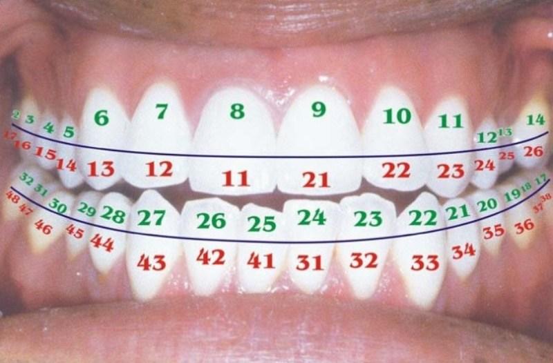 Универсальный метод нумерации зубов