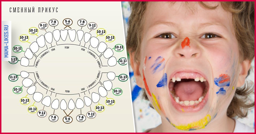 Зубы молочные схема выпадения у детей во сколько лет начинают меняться